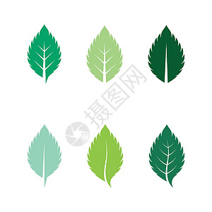 一组薄荷叶平面矢量颜色 ico草本植物标识叶子插图植物生态芳香草本黑色白色背景图片