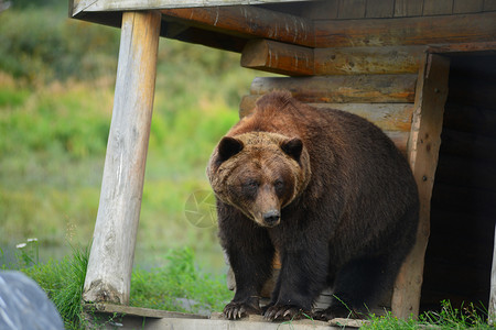 尖顶灰棕色小屋灰熊危险野生动物房子哺乳动物动物棕色小屋荒野毛皮庇护所背景