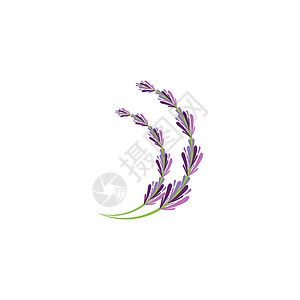薰衣草 Logo 模板矢量符号花园植物紫色花束香气白色芳香疗法叶子草本背景图片