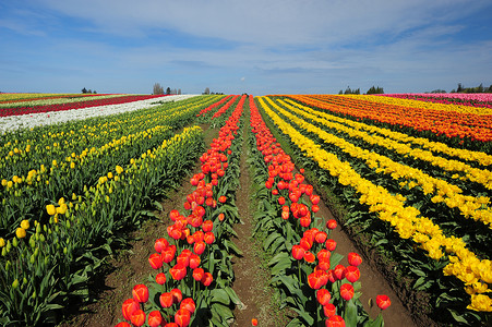 色彩多彩的郁金农场蓝色叶子花瓣天空场地白色农场植物农业农村背景图片