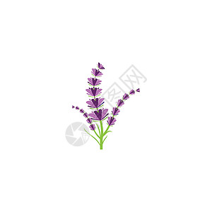 薰衣草 Logo 模板矢量符号芳香花束叶子花园草本草本植物白色植物紫色香气背景图片