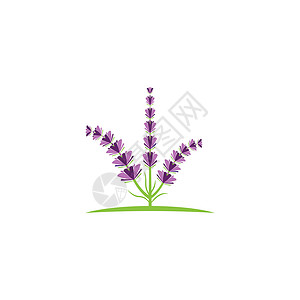 薰衣草 Logo 模板矢量符号草本芳香紫色花园草本植物香气花束叶子白色植物背景图片