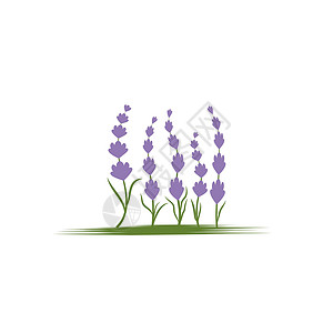 薰衣草 Logo 模板矢量符号草本植物花园香气白色芳香紫色叶子草本植物疗法背景图片