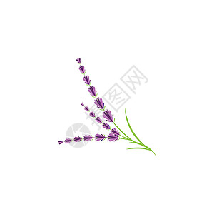 薰衣草 Logo 模板矢量符号疗法香气芳香花园草本植物叶子花束草本白色紫色背景图片