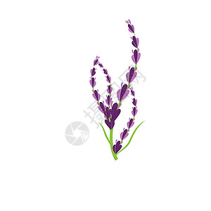 薰衣草 Logo 模板矢量符号花园叶子草本植物花束白色芳香紫色香气草本疗法背景图片