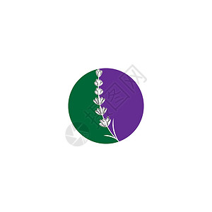 薰衣草 Logo 模板矢量符号白色植物叶子花园花束草本草本植物香气疗法紫色背景图片