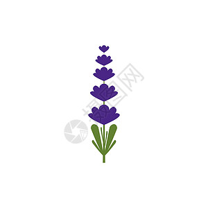 薰衣草 Logo 模板矢量符号草本白色草本植物香气紫色植物花园花束疗法叶子背景图片