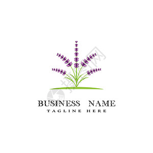 薰衣草 Logo 模板矢量符号植物紫色叶子花束疗法草本草本植物芳香花园白色背景图片