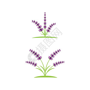 薰衣草 Logo 模板矢量符号香气花园紫色疗法花束芳香草本植物白色叶子草本背景图片
