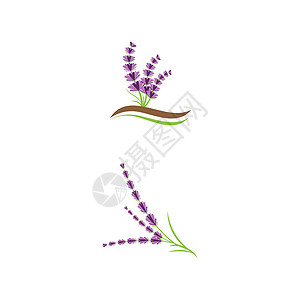 薰衣草 Logo 模板矢量符号芳香花园叶子白色香气草本植物植物花束疗法紫色背景图片