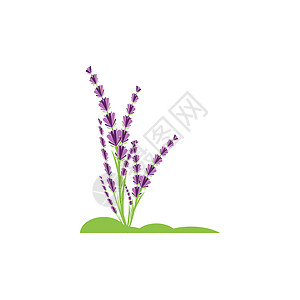 薰衣草 Logo 模板矢量符号芳香花束花园香气草本植物叶子植物疗法草本紫色背景图片