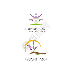 薰衣草 Logo 模板矢量符号叶子花园草本疗法芳香香气紫色植物草本植物白色背景图片