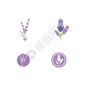 设置薰衣草 Logo 模板矢量符号花园花束香气草本紫色植物疗法白色草本植物叶子背景图片