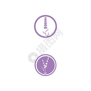 薰衣草 Logo 模板矢量符号花园植物草本芳香叶子花束香气疗法白色紫色背景图片