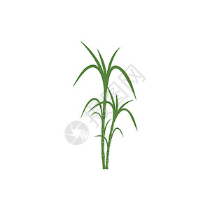 甘蔗 Logo 模板矢量符号产品标签生物横幅叶子植物热带绿色收成贴纸背景图片