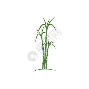 甘蔗 Logo 模板矢量符号收成果汁颗粒状植物叶子插图热带生物横幅棕榈背景图片