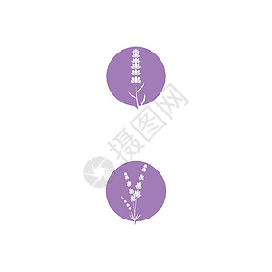 薰衣草 Logo 模板矢量符号芳香紫色植物疗法花园香气草本植物白色叶子花束背景图片