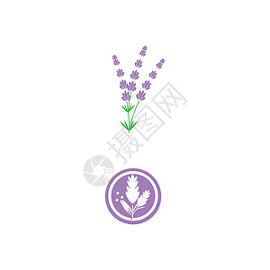薰衣草 Logo 模板矢量符号疗法草本芳香叶子草本植物香气植物紫色白色花园背景图片