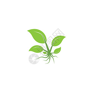 叶标志模板矢量符号生态装饰品插图生长叶子生物植物环境绿色背景图片