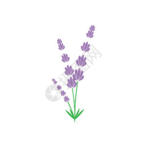 薰衣草 Logo 模板矢量符号植物白色叶子草本花束紫色花园疗法草本植物香气背景图片