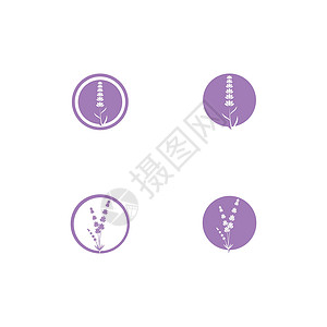 设置薰衣草 Logo 模板矢量符号植物白色疗法叶子香气花束草本花园草本植物紫色背景图片
