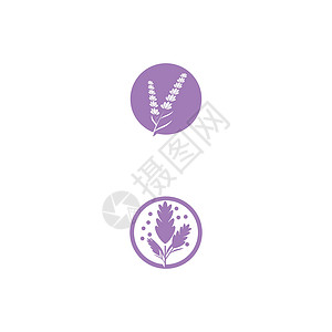 薰衣草 Logo 模板矢量符号芳香疗法花束白色植物草本植物草本香气叶子紫色背景图片