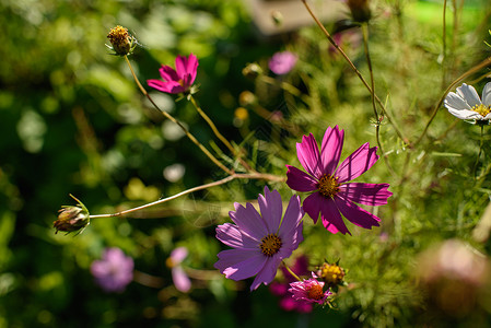 双羽属花床上的科斯米花季节花束花草紫色化妆品蓝色昆虫植物风景植物学背景