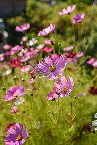 双羽属花床上的科斯米花化妆品背景双羽紫色花园蓝色花朵景观树叶花卉背景