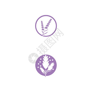 薰衣草 Logo 模板矢量符号草本植物香气白色疗法植物花束紫色草本芳香花园背景图片