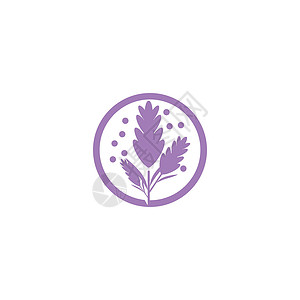 薰衣草 Logo 模板矢量符号紫色芳香白色植物草本植物花束疗法花园叶子草本背景图片