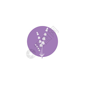 薰衣草 Logo 模板矢量符号疗法植物紫色芳香白色草本香气花束草本植物叶子背景图片