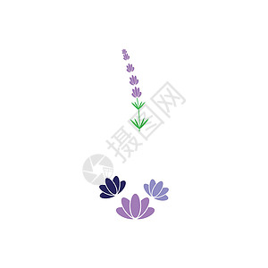 薰衣草 Logo 模板矢量符号叶子植物草本植物白色香气花园疗法紫色草本花束背景图片