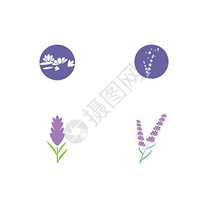 设置薰衣草 Logo 模板矢量符号草本植物紫色白色花园叶子草本植物花束芳香香气背景图片