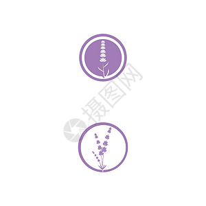 薰衣草 Logo 模板矢量符号芳香白色花园紫色草本植物草本植物花束香气叶子背景图片