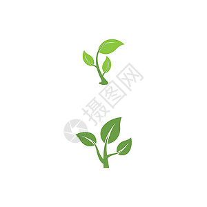 叶标志模板矢量符号装饰品植物插图生长生物绿色叶子环境生态背景图片