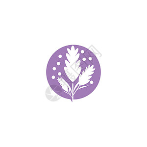薰衣草 Logo 模板矢量符号疗法草本花园植物花束香气紫色叶子草本植物芳香背景图片