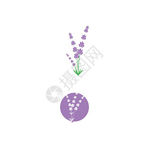 薰衣草 Logo 模板矢量符号草本花园紫色草本植物白色花束叶子香气芳香植物背景图片