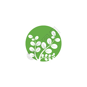 辣木树辣木叶标志模板 vecto叶子生态制药艺术蔬菜健康草本植物环境植物食物插画