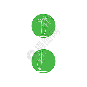 甘蔗 Logo 模板矢量符号叶子白色生物农场标识插图生长场地地球食物背景图片