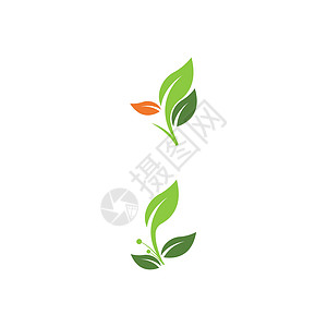 叶标志模板矢量符号绿色装饰品叶子生物植物插图生长环境生态背景图片