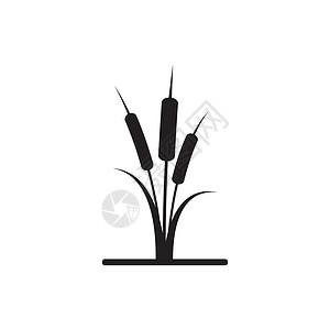 芦苇图标矢量设计模板植物群甘蔗黑色沼泽插图香蒲植物学环境植物叶子背景图片