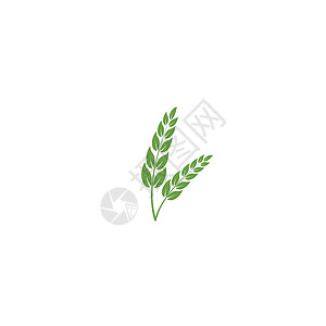 叶标志模板矢量符号生物绿色叶子环境装饰品生态生长插图植物背景图片