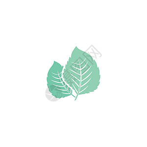 叶薄荷标志模板矢量符号艺术白色食物绿色植物薄荷草本植物药品草本插图背景图片