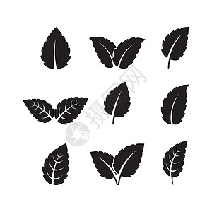 黑色和白色植物薄荷叶平面矢量颜色 ico绿色草本植物叶子插图芳香白色生态草本植物标识插画