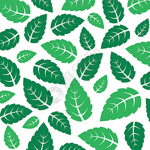 薄荷鲜叶矢量背景生态草本白色绿色插图叶子芳香草本植物标识植物插画