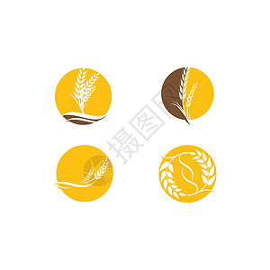 四个麦穗边框设置小麦标志模板 vecto植物营养食物收成谷物农业农场面包耳朵种子插画