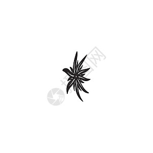 雪绒花标志模板 vecto艺术插图植物植物群绘画白色叶子假期高山背景图片