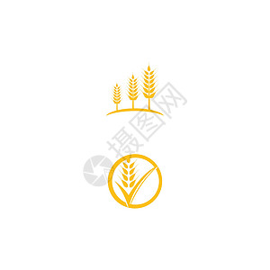 小麦 Logo 模板矢量符号面包谷物营养食物粮食种子标识农场植物生长背景图片