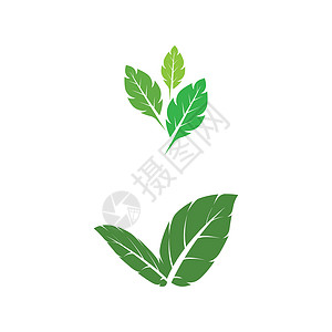 叶薄荷标志模板矢量符号食物插图艺术植物草本药品绿色草本植物薄荷香气背景图片