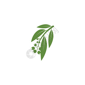 桉树叶标志矢量模板生态插图桉树植物叶子绿叶草药植物学标识绿色背景图片